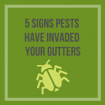 5 Signs Pests Have Invaded Your Gutters