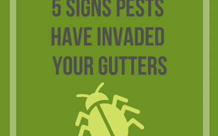 5 Signs Pests Have Invaded Your Gutters