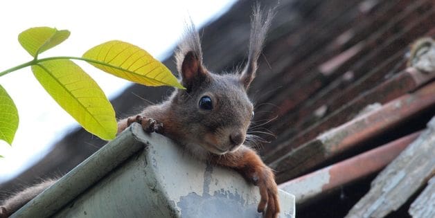 Potential Issues with Your Gutters