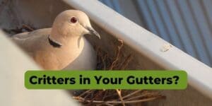 Critters in Your Gutters!