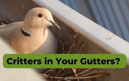 Critters in Your Gutters