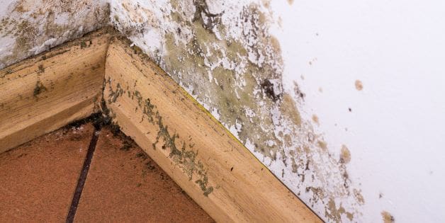 Mold and Mildew from Water Damage